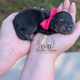 Sushi - Black and cream female Dachshund puppy in Bremen, Georgia from Doodles & Doxies