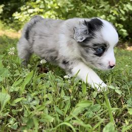 Miniature Australian Shepherd and Toy Australian Shepherd Puppies from Cherry Grove Kennel