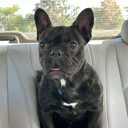 Dill - French Bulldog