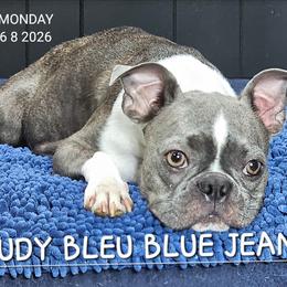 Judy blue - Boston Terrier