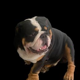 Jackson - Bulldog