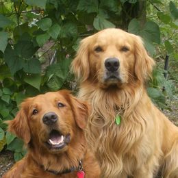 Golden Retrievers from Cascade Mountain Goldens