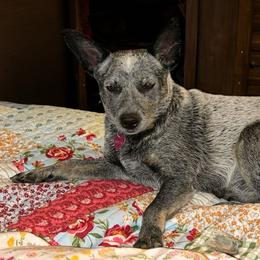 Beretta - Australian Cattle Dog