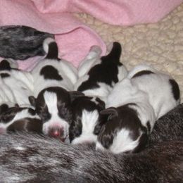 German Shorthaired Pointers from Dreamweaver Shorthairs