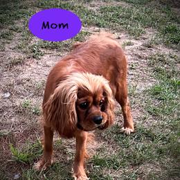 Tory - Cavalier King Charles Spaniel