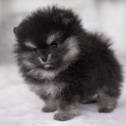 Elf - Black and tan male Pomeranian puppy in Coleman, Oklahoma from Pretty Poms