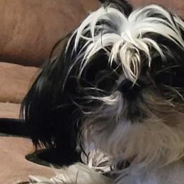 Shih Tzus from Benjis Babies