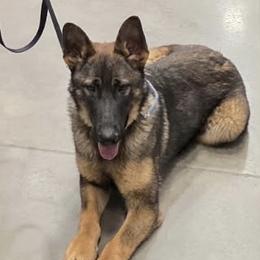 German Shepherd puppies from KnightWatch K-9
