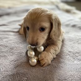 Dachshund Puppies from Dackel Land Dachshunds