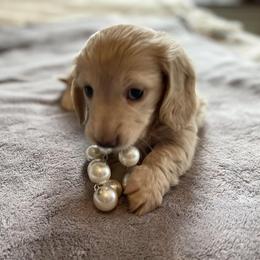 Dachshund Puppies from Dackel Land Dachshunds