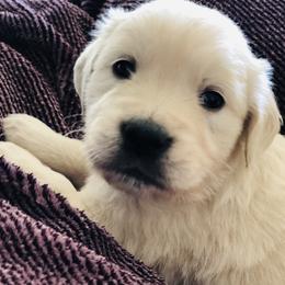 Golden Retriever Puppies from Brightside Goldens