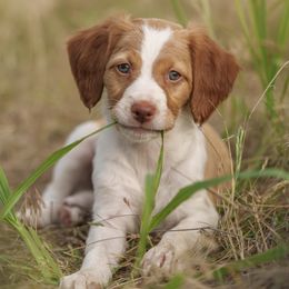 Curry - Orange and white female Brittany puppy in Richey, Montana from Alar Brittanys