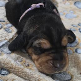 2 purple collar - Black and brown male Basset Hound puppy in Moore, Oklahoma from Boomer Basset Hound Babies