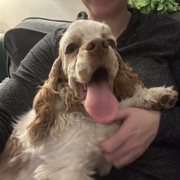 Georgie - pet only, read description - Red and white female Cocker Spaniel puppy in Cincinnati, Ohio from Abundance of Joy LLC Cocker Spaniels