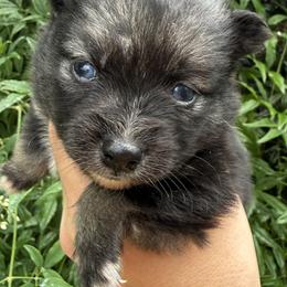 Girl 3 - Gray and white female Pomsky puppy in Tennessee from Hudson’s Huskies & Pomskies