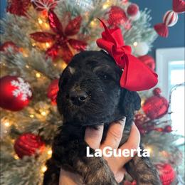 Laguerta - Phantom female Goldendoodle puppy in Prosperity, Pennsylvania from Stelladoodles & Company