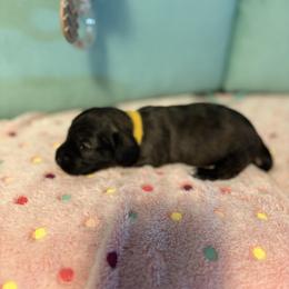 Yellow brindle - Brindle female Dachshund puppy in Live Oak, Florida from The Weenie Herd Mom