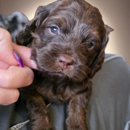 Flurry - Brown and tan male Cockapoo puppy in Delphos, Ohio from Route 66 Poodles & Doodles, Sapphire Shih-tzu's of Ohio