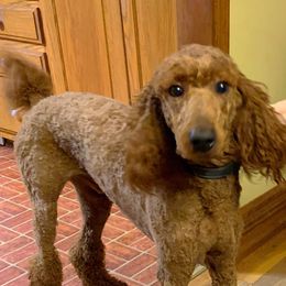 Poodles from Peachtree Poodles