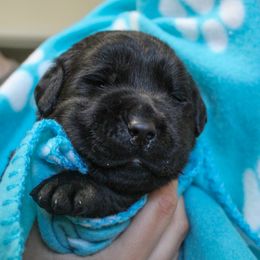 Labrador Retriever Puppies from Lost Woods Labradors
