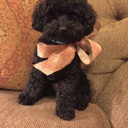 Maltipoo All Grown Up from Maltipoo FurBabies