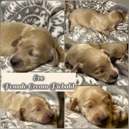 Eve - Cream female Dachshund puppy in Meadville, Pennsylvania from Four Seasons Dachshunds