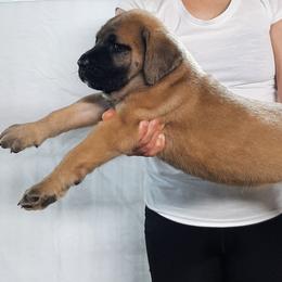 AKC PUP 214 - Fawn female Mastiff puppy in Ava, Missouri from Ozark Mountain Mastiffs