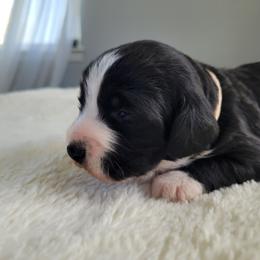 Bob - Black tri-color male Assorted Doodle Crosses puppy in Blackfoot, Idaho from Lucky Pup Meadows