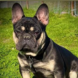 Boston Terriers and French Bulldogs from FrenchieFarmz LLC INC