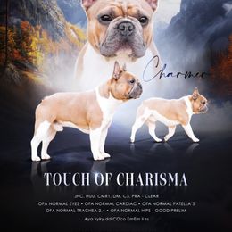Charmer - French Bulldog