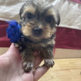 Maltipoo, Poodle, Yorkipoo, and Yorkshire Terrier Puppies from Boujie Pups