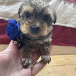 Maltipoo, Poodle, Yorkipoo, and Yorkshire Terrier Puppies from Boujie Pups