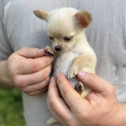 Latte - Cream male Chihuahua puppy in East Camden, Arkansas from RoyAl