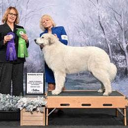 Star - Great Pyrenees