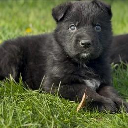 Black male 1 - Black male German Shepherd puppy in Winchester, Kentucky from Drache Feld