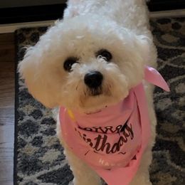 Bichon Frises and Poodles from Cheri Ebert's Poodles and Bichon Frise