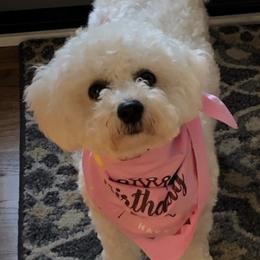 Bichon Frises and Poodles from Cheri Ebert's Poodles and Bichon Frise