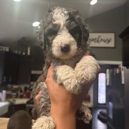 Green - Merle male Bernedoodle puppy in Cedar Springs, Michigan from Pecks Oodle Doodles