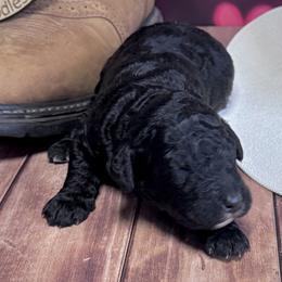 Jelly Roll - Black male Labradoodle puppy in Kingston, Georgia from CC Familydoodles