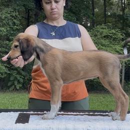 Saluki Puppies from Eisa Salukis