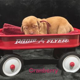 Cranberry - Yellow female Labrador Retriever puppy in Tigard, Oregon from Morrison Labrador Retreivers