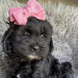 Layla - Black female Cockapoo puppy in Tampa, Florida from Designer Puppy Boutique