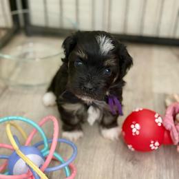 Purple Collar (Princess Peach) - Black and white female Havanese puppy in Silverton, Oregon from PNW Havanese
