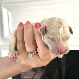 Goldendoodle Puppies from Native Ranch Puppies