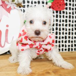 Liam - Liver male Miniature Schnauzer puppy in Antlers, Oklahoma from Rocking H