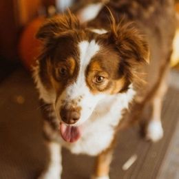 Australian Shepherds from MJ's Puppy Paws