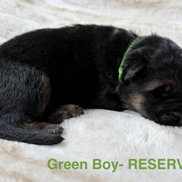 Green Boy - Black and red male German Shepherd puppy in Buxton, Oregon from Buxton Oregon Shepherds