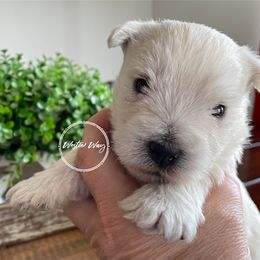 Shihpoo, Shih Tzu, and West Highland White Terrier Puppies from Westie Way & Polly Tzu Shih tzu and more
