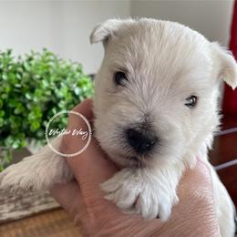 Shihpoo, Shih Tzu, and West Highland White Terrier Puppies from Westie Way & Polly Tzu Shih tzu and more