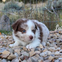 Australian Shepherd, Miniature American Shepherd, and Miniature Australian Shepherd Puppies from Painted Blue Aussies